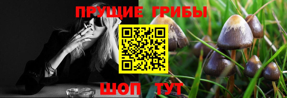 Галлюциногенные грибы Psilocybine cubensis Северск